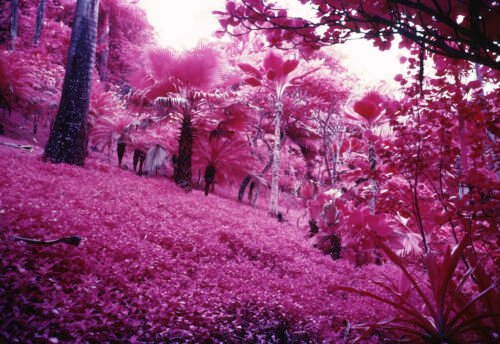 Hawaii's tropical botanical garden